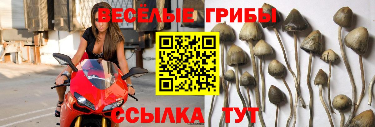 Псилоцибиновые грибы мухоморы Курчалой